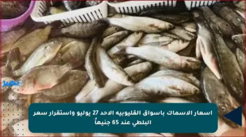 أسعار الأسماك بأسواق القليوبية الأحد 27 يوليو واستقرار سعر البلطي عند 65 جنيهاً